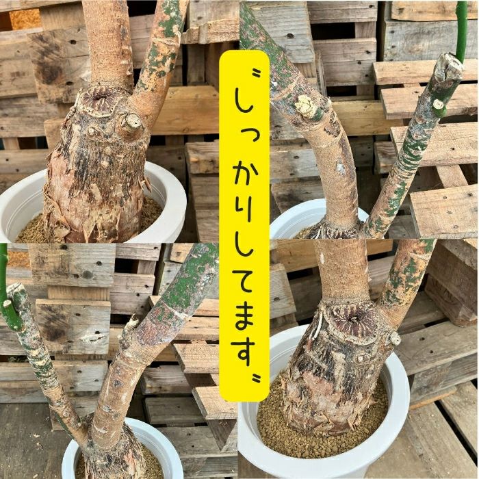 観葉植物現品販売