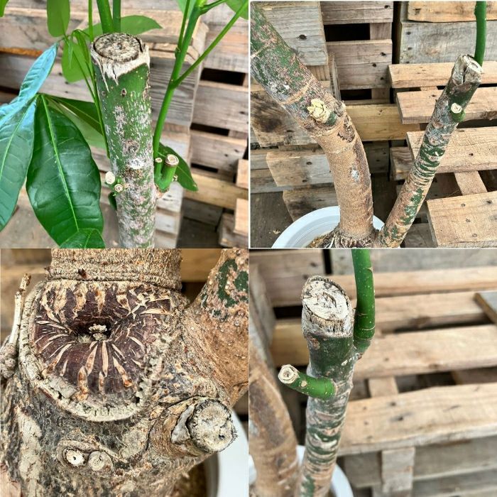 観葉植物現品販売