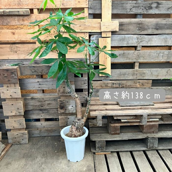 観葉植物現品販売