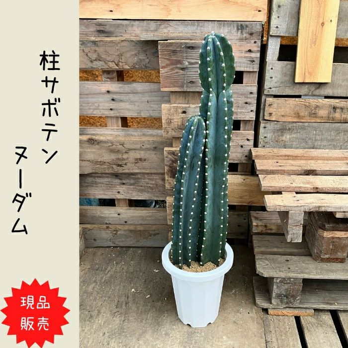 観葉植物現品販売