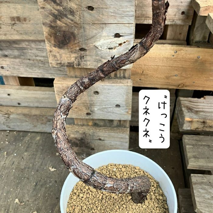 観葉植物現品販売