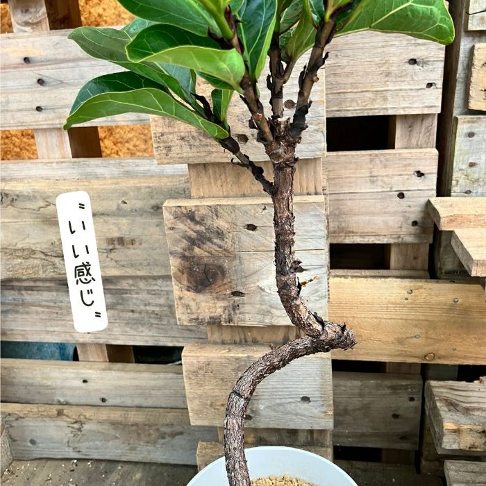 観葉植物現品販売