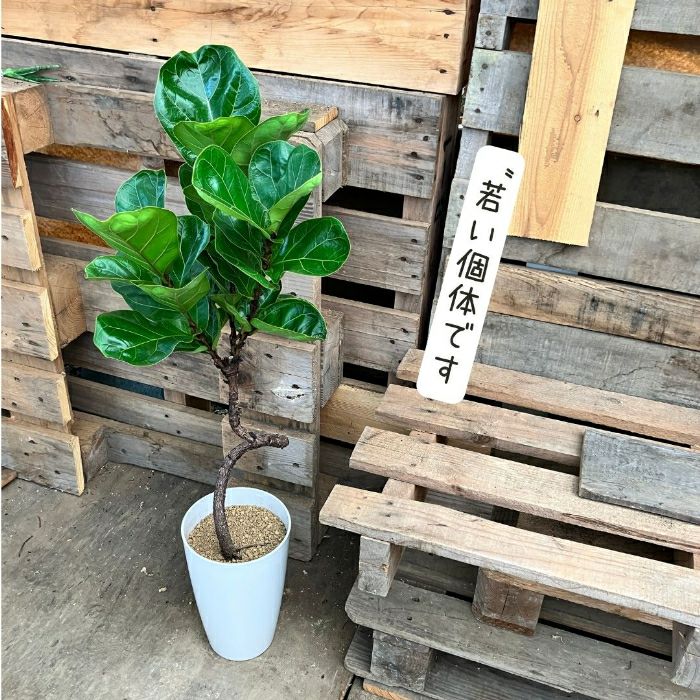 観葉植物現品販売