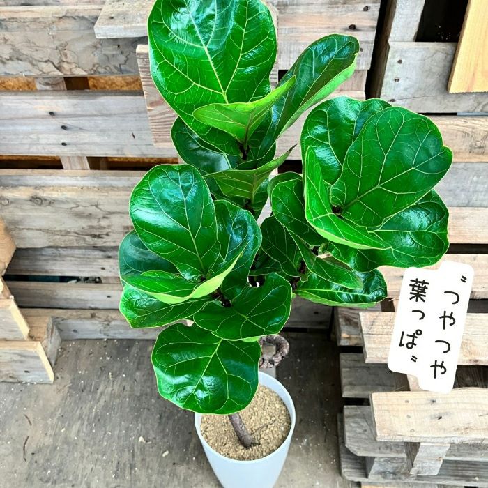 観葉植物現品販売