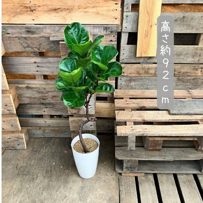 観葉植物現品販売