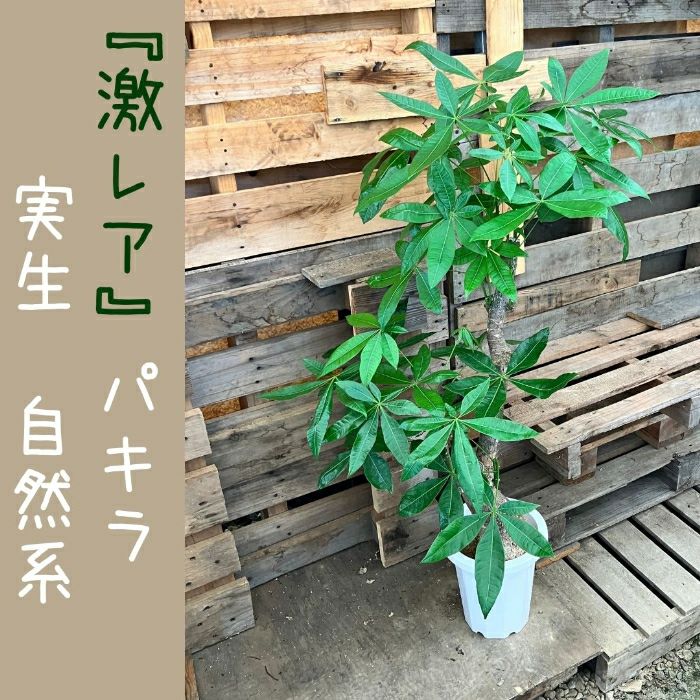 観葉植物現品販売
