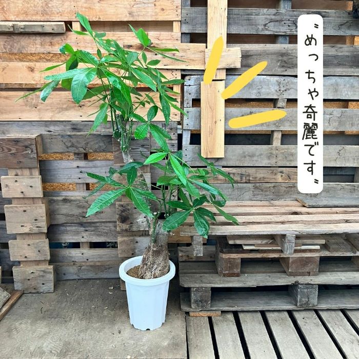 観葉植物現品販売