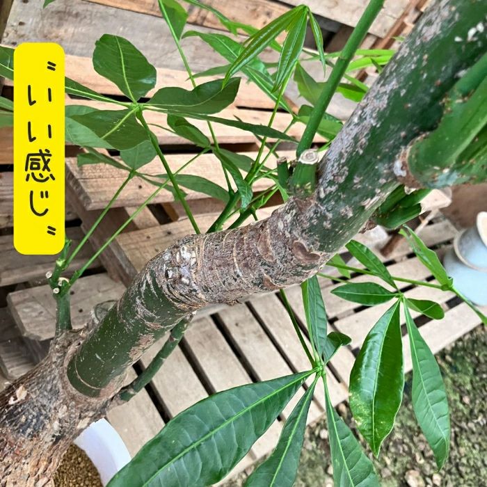 観葉植物現品販売
