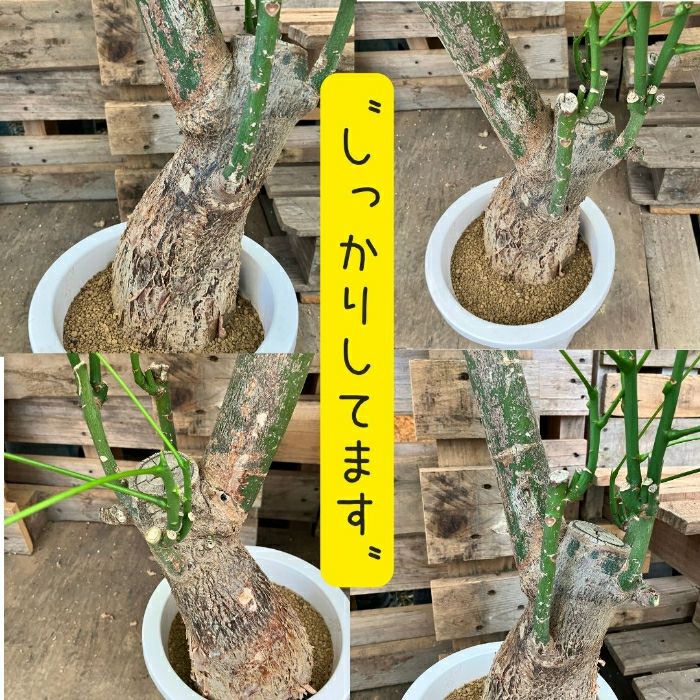 観葉植物現品販売