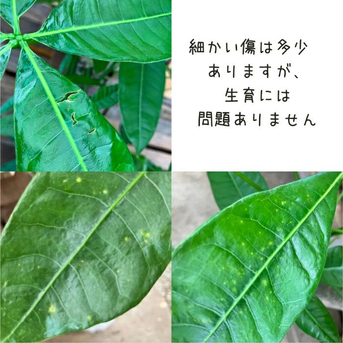 観葉植物現品販売