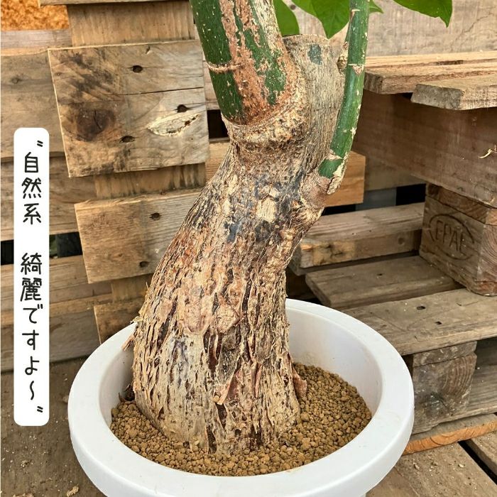 観葉植物現品販売