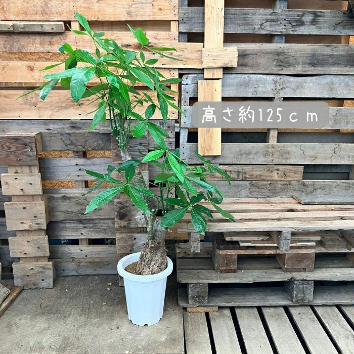 観葉植物現品販売