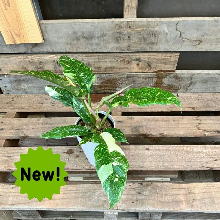 観葉植物現品販売