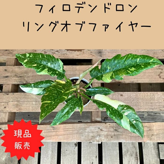 観葉植物現品販売