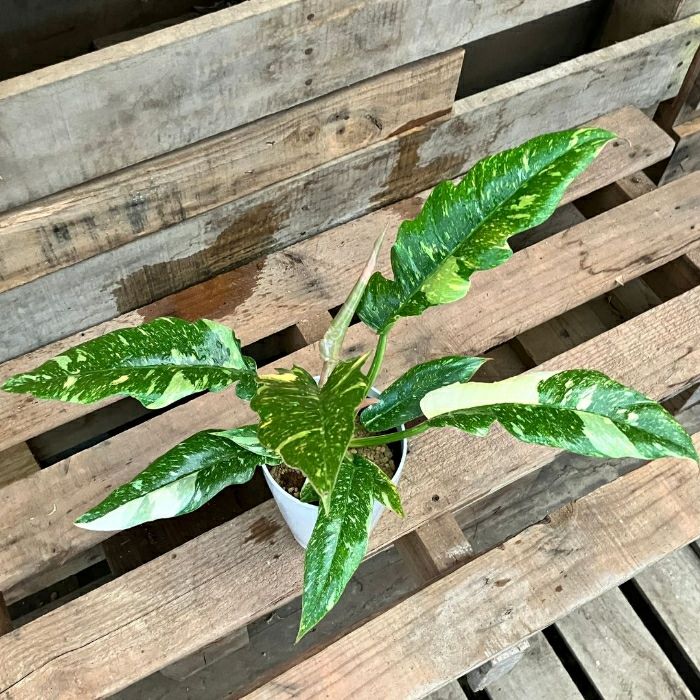 観葉植物現品販売