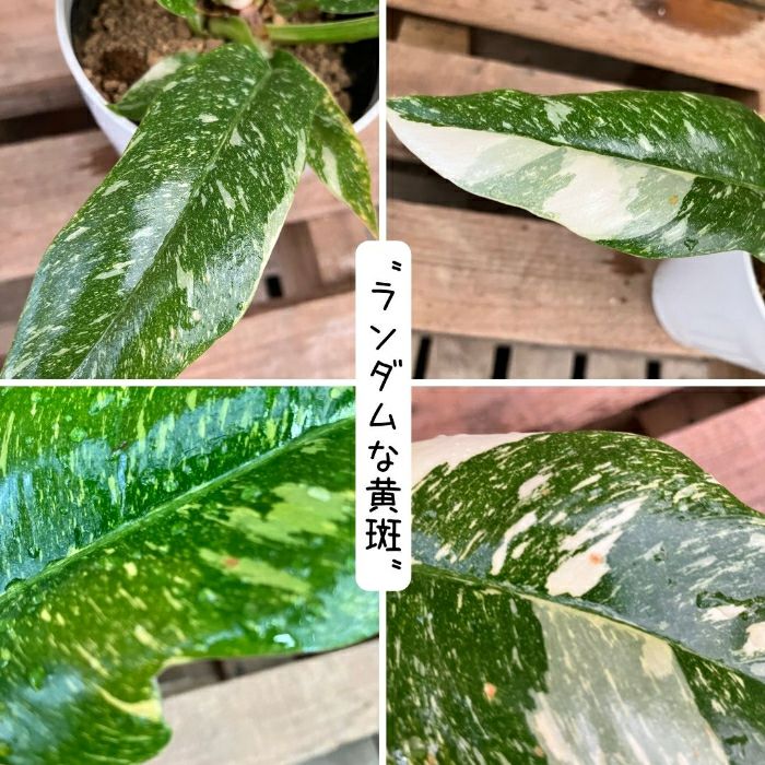 観葉植物現品販売