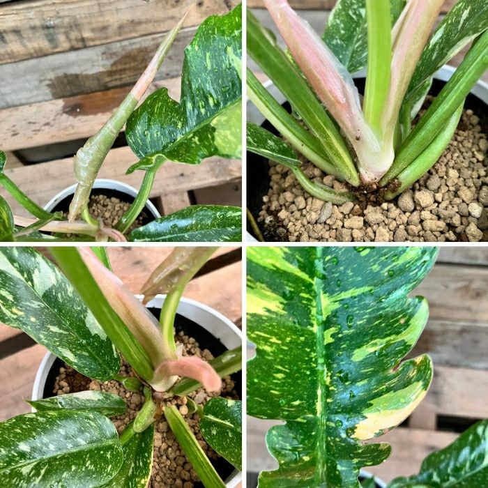 観葉植物現品販売