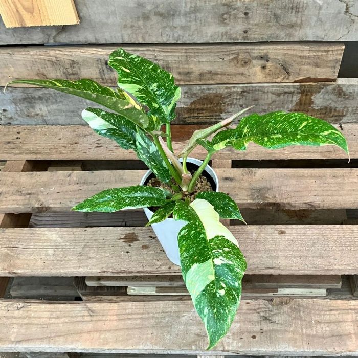 観葉植物現品販売