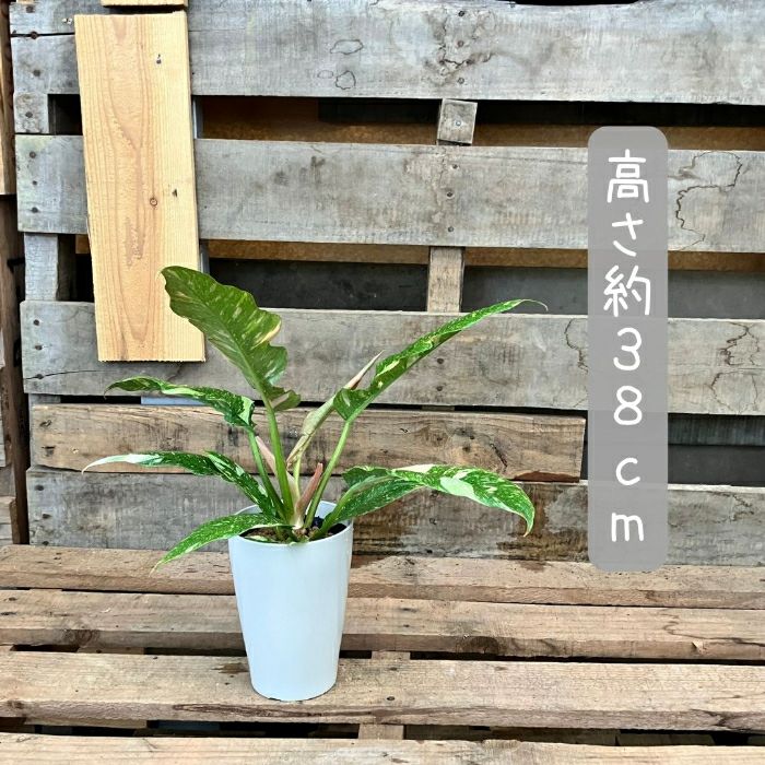 観葉植物現品販売