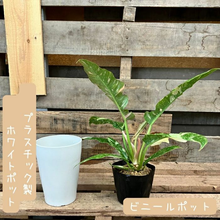 観葉植物現品販売