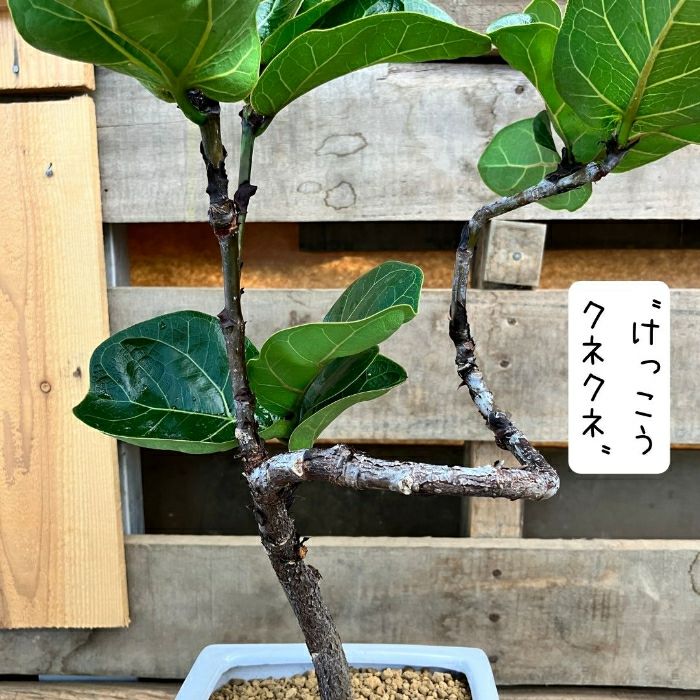 観葉植物現品販売