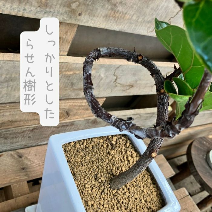 観葉植物現品販売