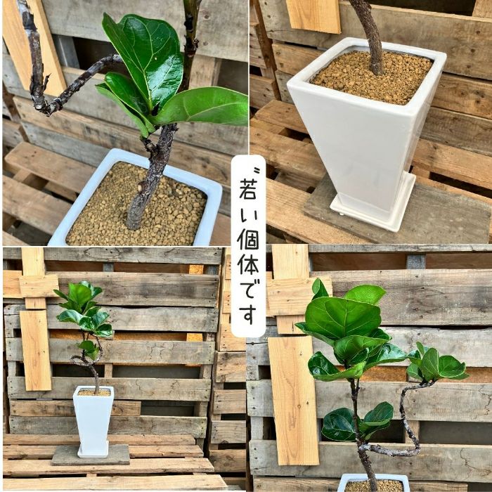 観葉植物現品販売