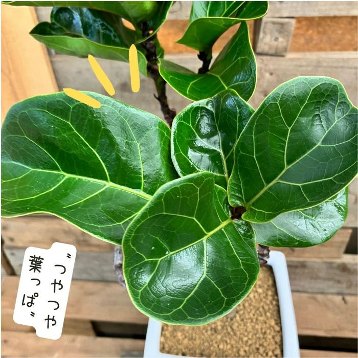 観葉植物現品販売