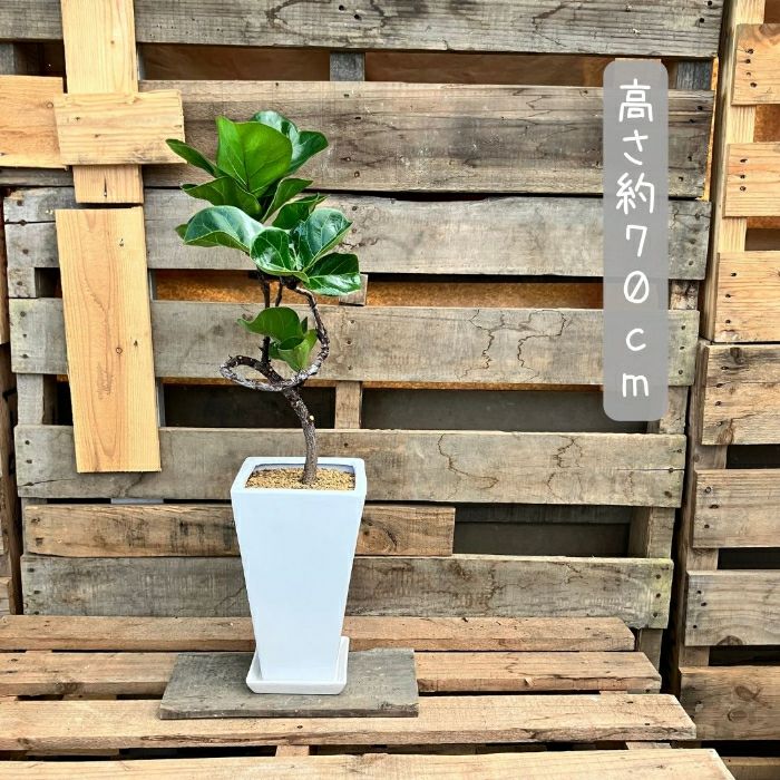 観葉植物現品販売