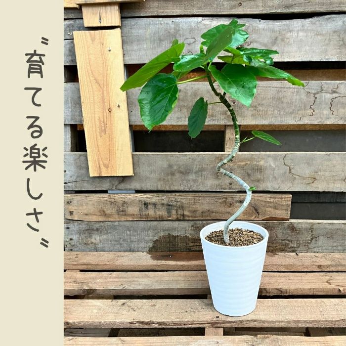 観葉植物現品販売