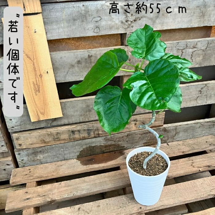 観葉植物現品販売