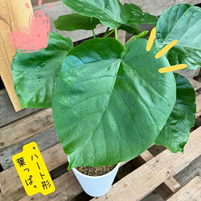 観葉植物現品販売