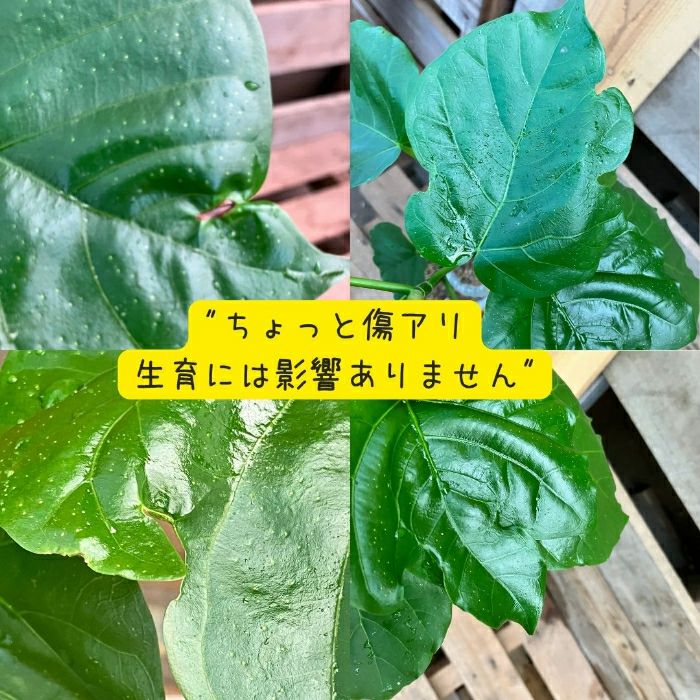 観葉植物現品販売