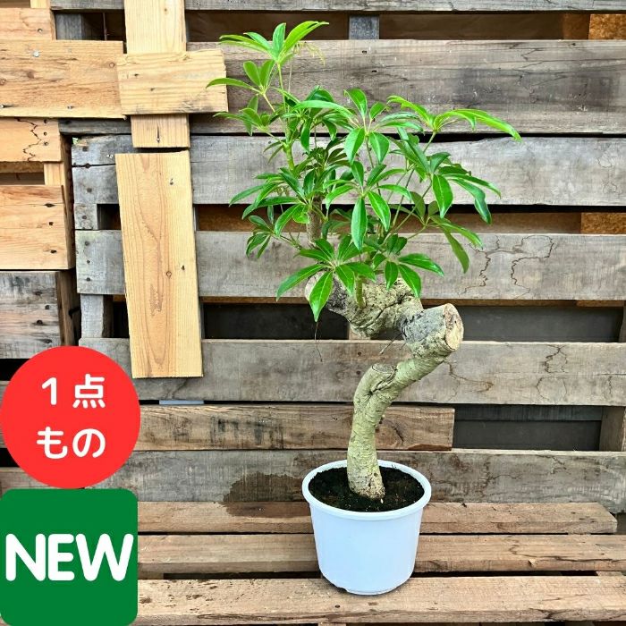 観葉植物現品販売