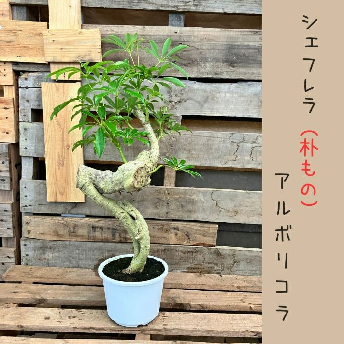 観葉植物現品販売