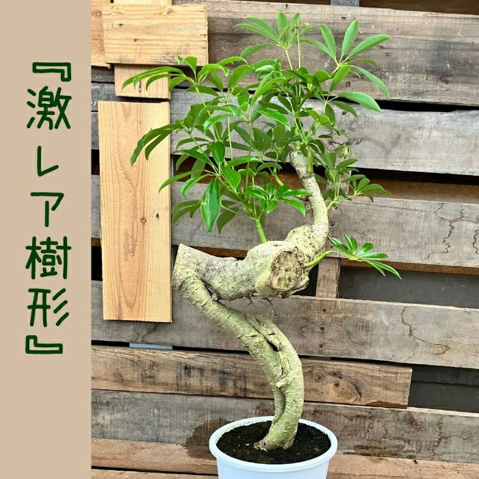 観葉植物現品販売