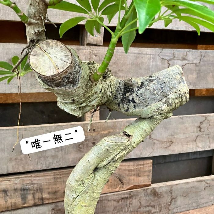 観葉植物現品販売