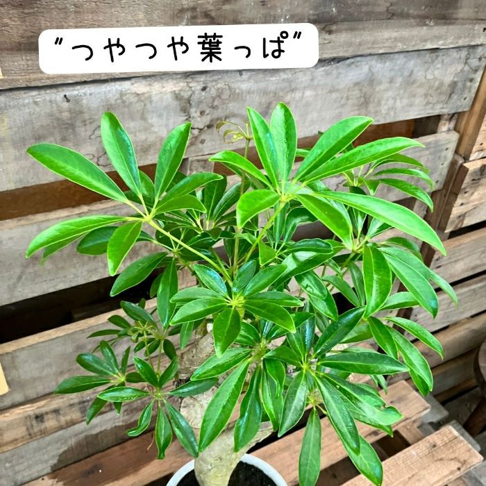 観葉植物現品販売