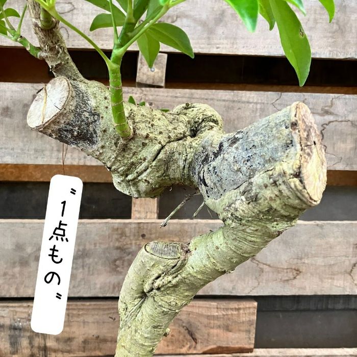 観葉植物現品販売