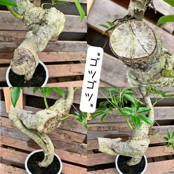 観葉植物現品販売