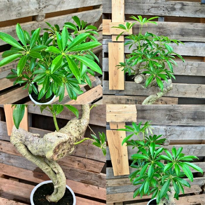 観葉植物現品販売