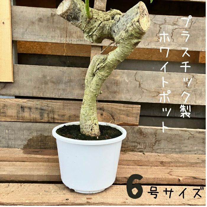 観葉植物現品販売