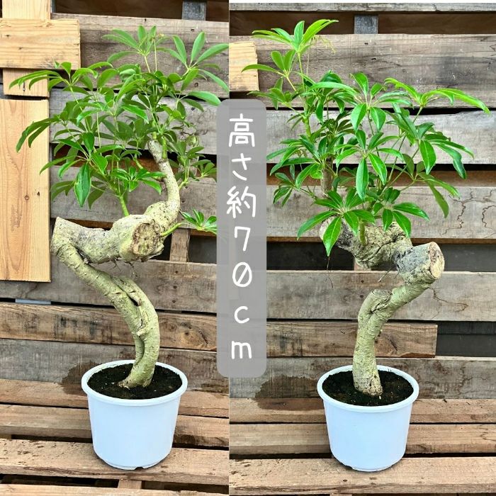 観葉植物現品販売