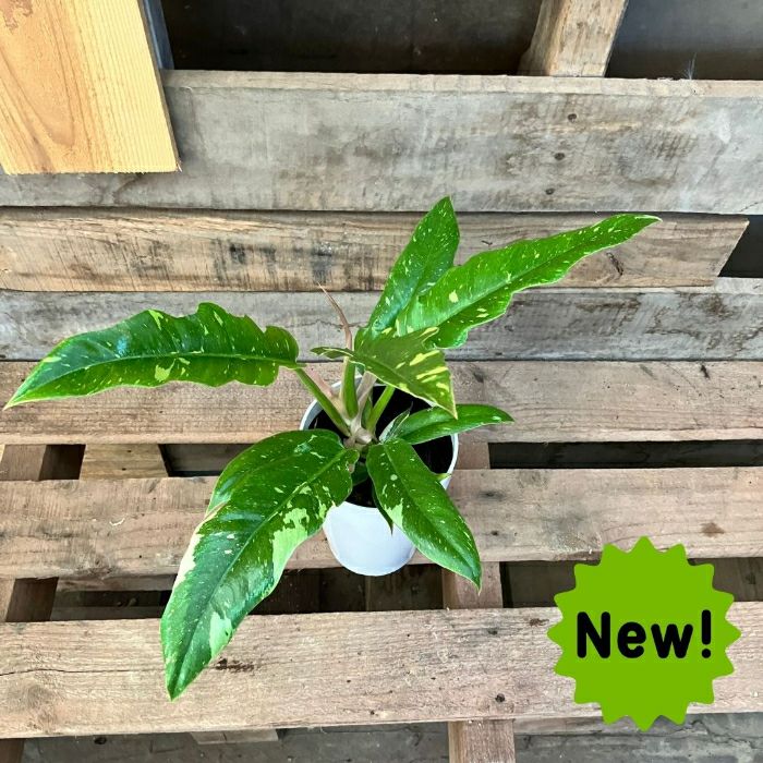 観葉植物現品販売