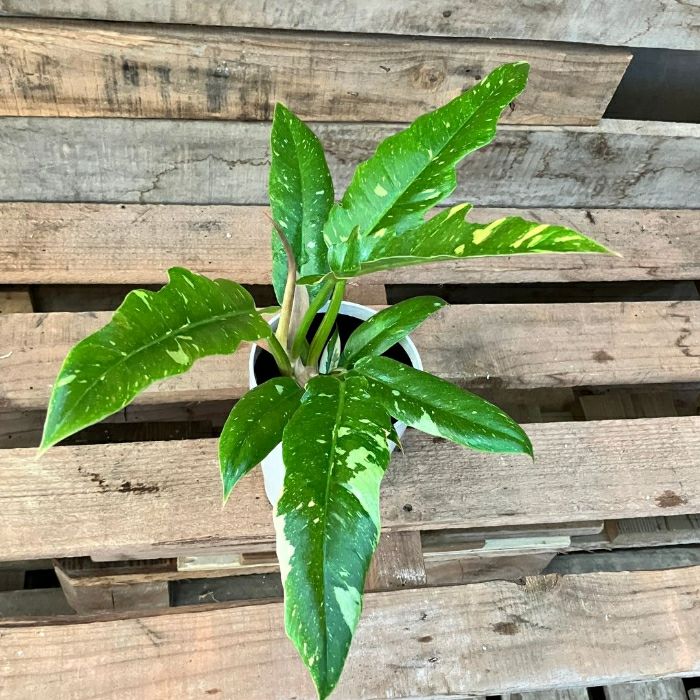 観葉植物現品販売