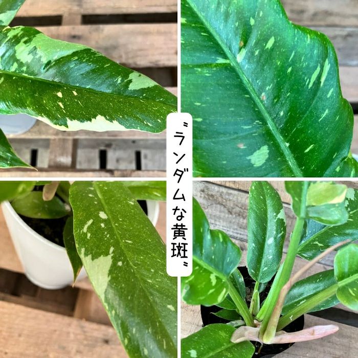 観葉植物現品販売