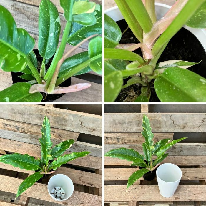 観葉植物現品販売