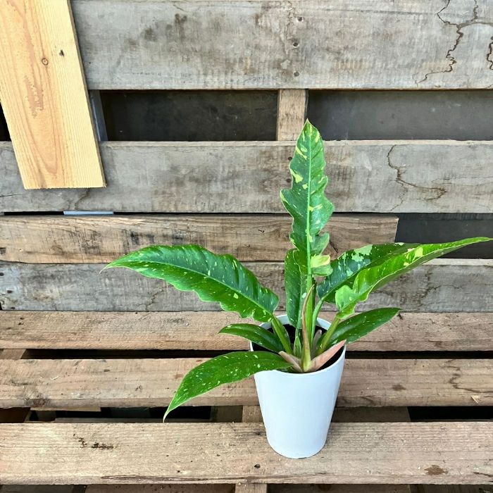 観葉植物現品販売
