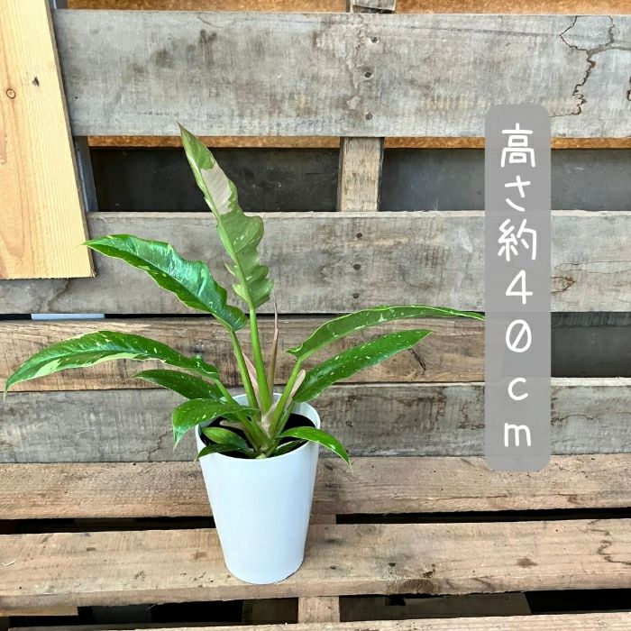 観葉植物現品販売