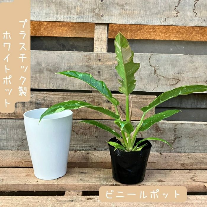 観葉植物現品販売